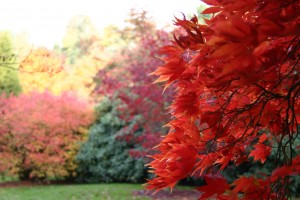 A cornucopia of color may be beautiful on the trees this Fall, but they could make an ugly mess in your gutters come season's end. Image credit: Photogen