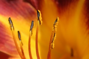 lily anthers detail